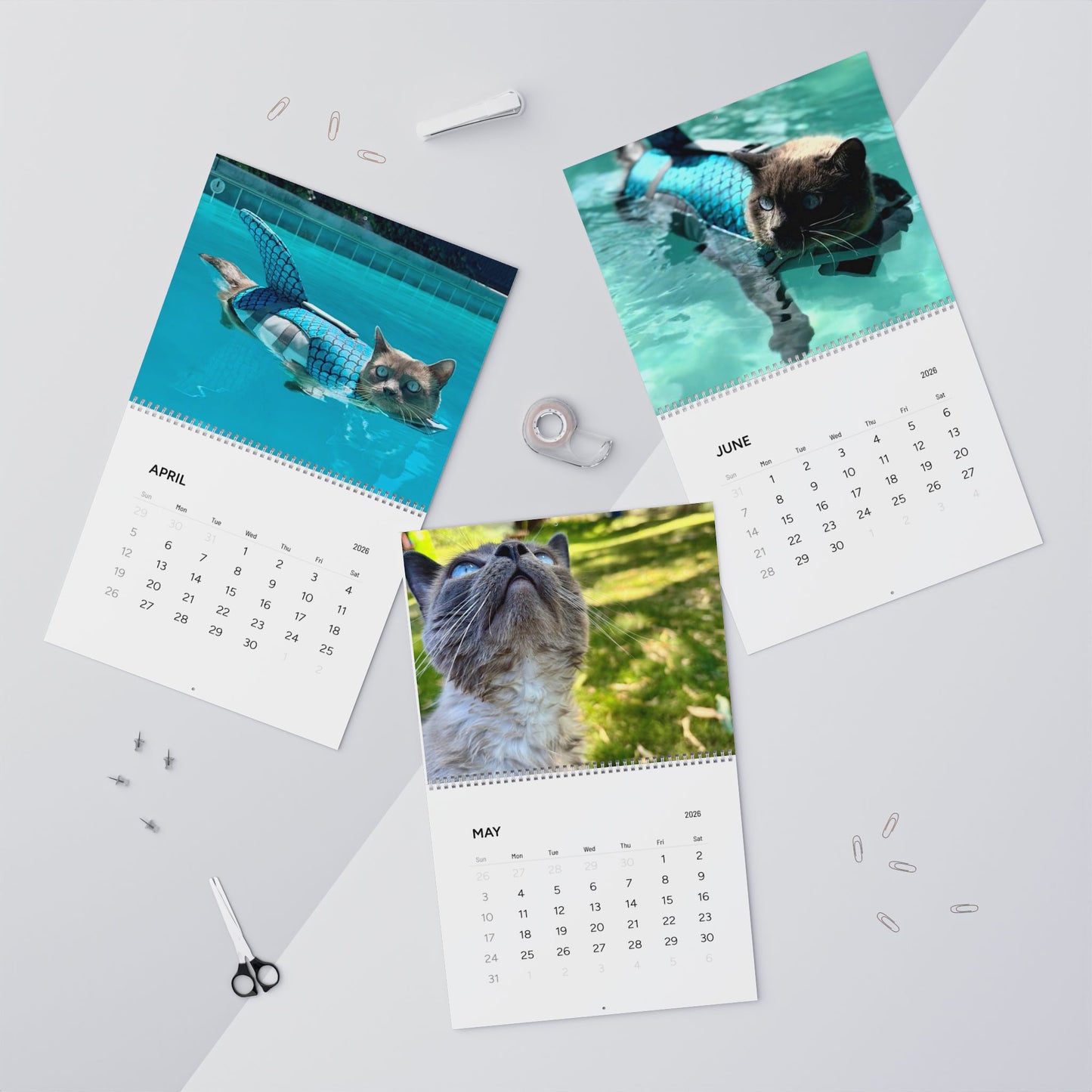 Sharkitty 2026 Wall Calendar
