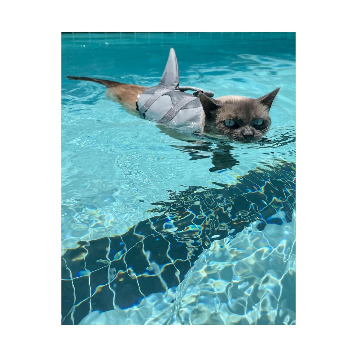 Scrunchie-Nose Sharkitty Matte Vertical Print