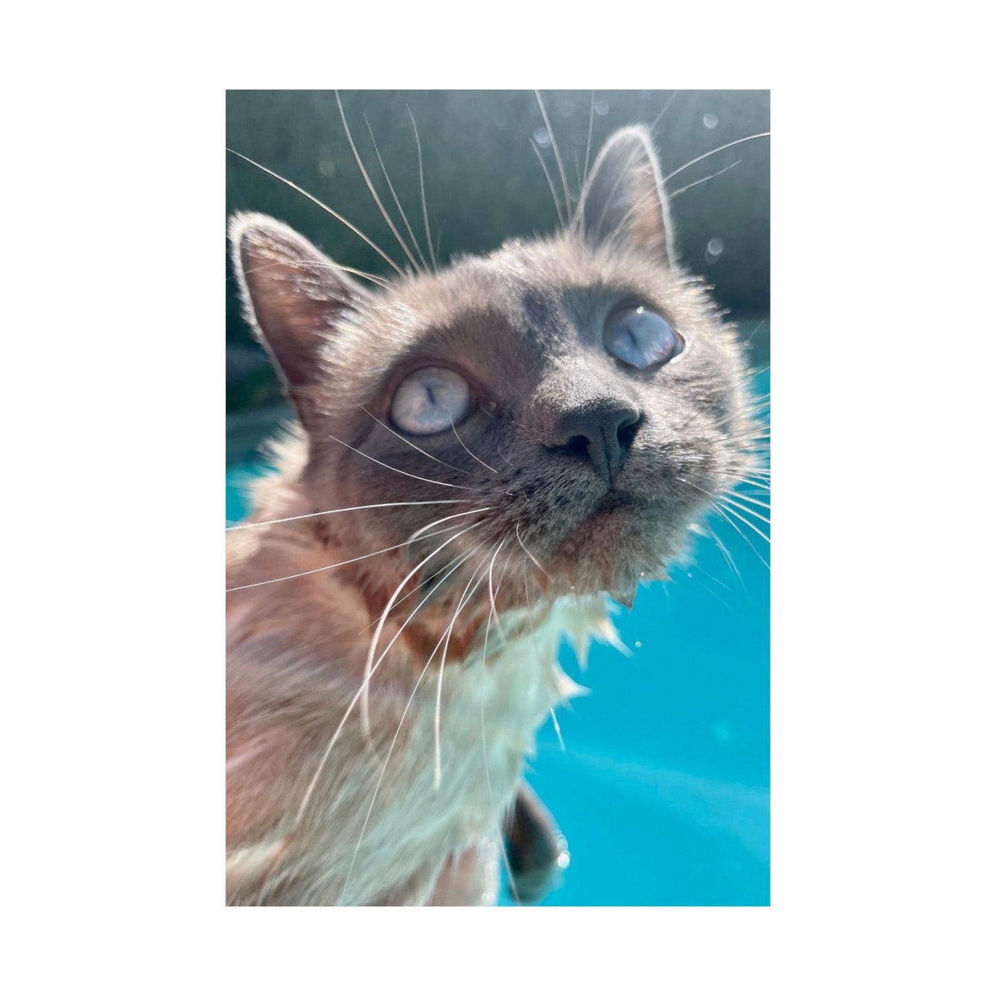 Splashy Hester Close-Up Matte Vertical Print