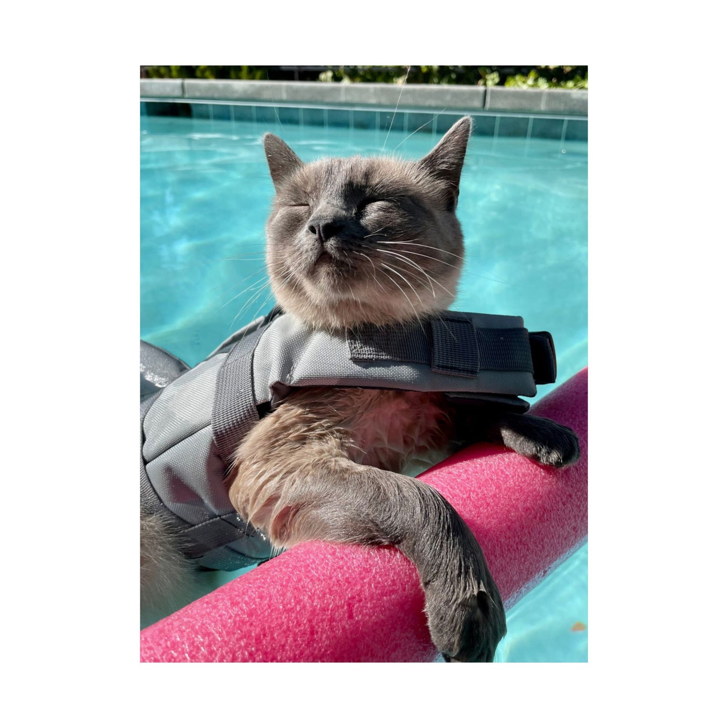 Sharkitty & Her Noodle Matte Vertical Print