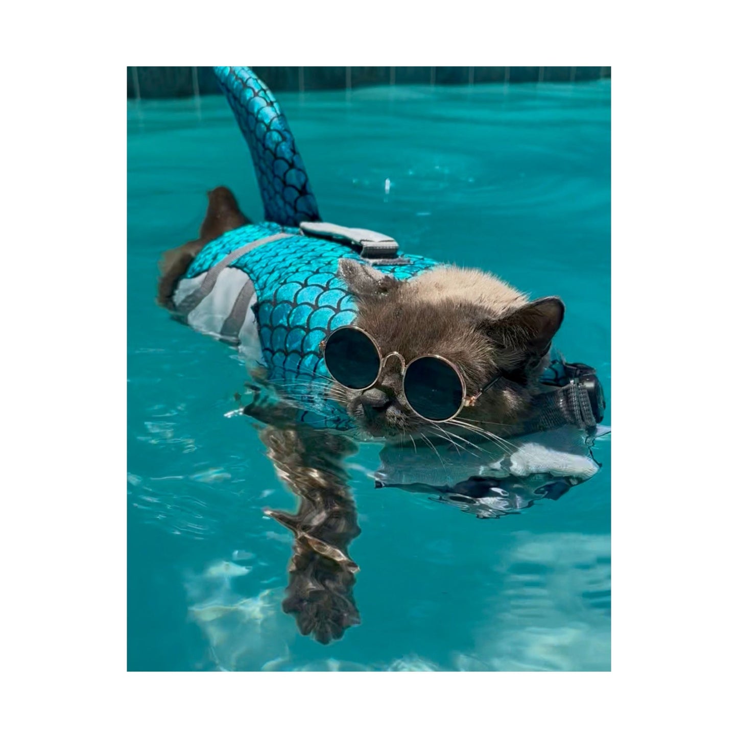 Cool Sharkitty Matte Vertical Print