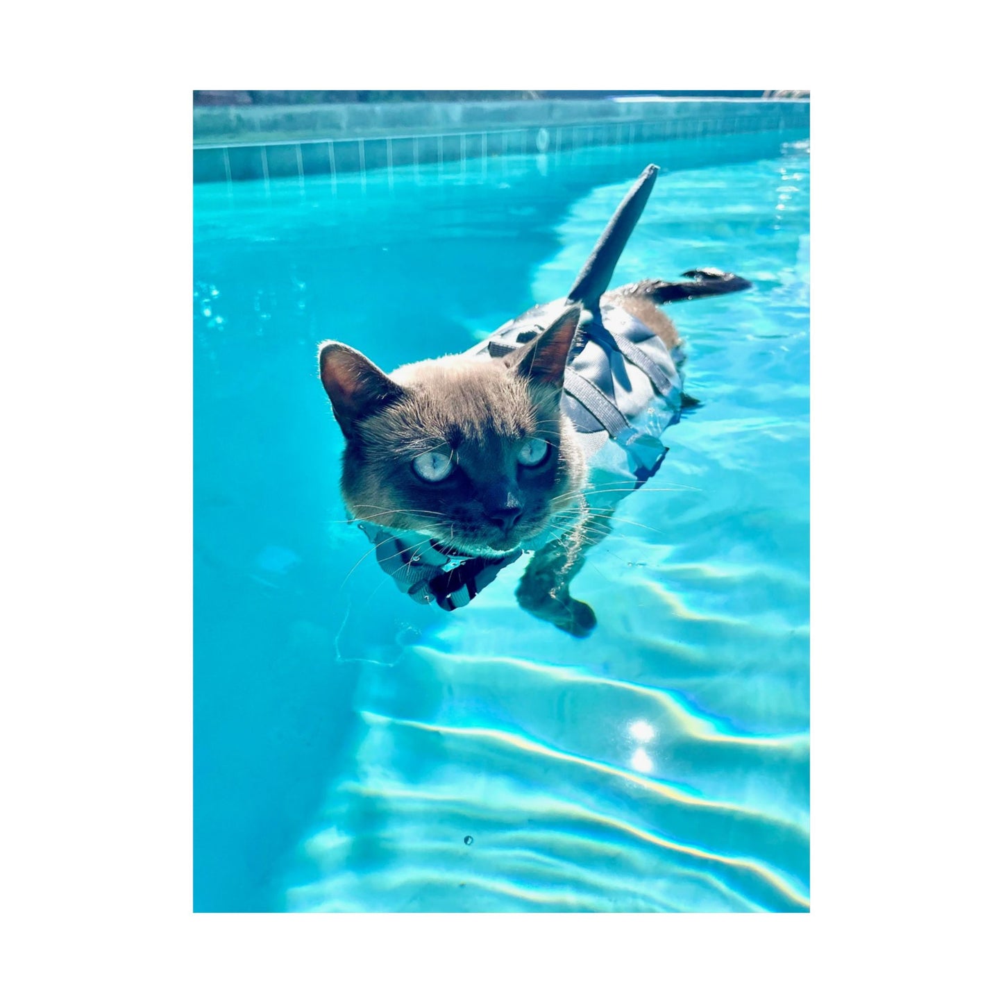 Sharkitty Matte Vertical Print