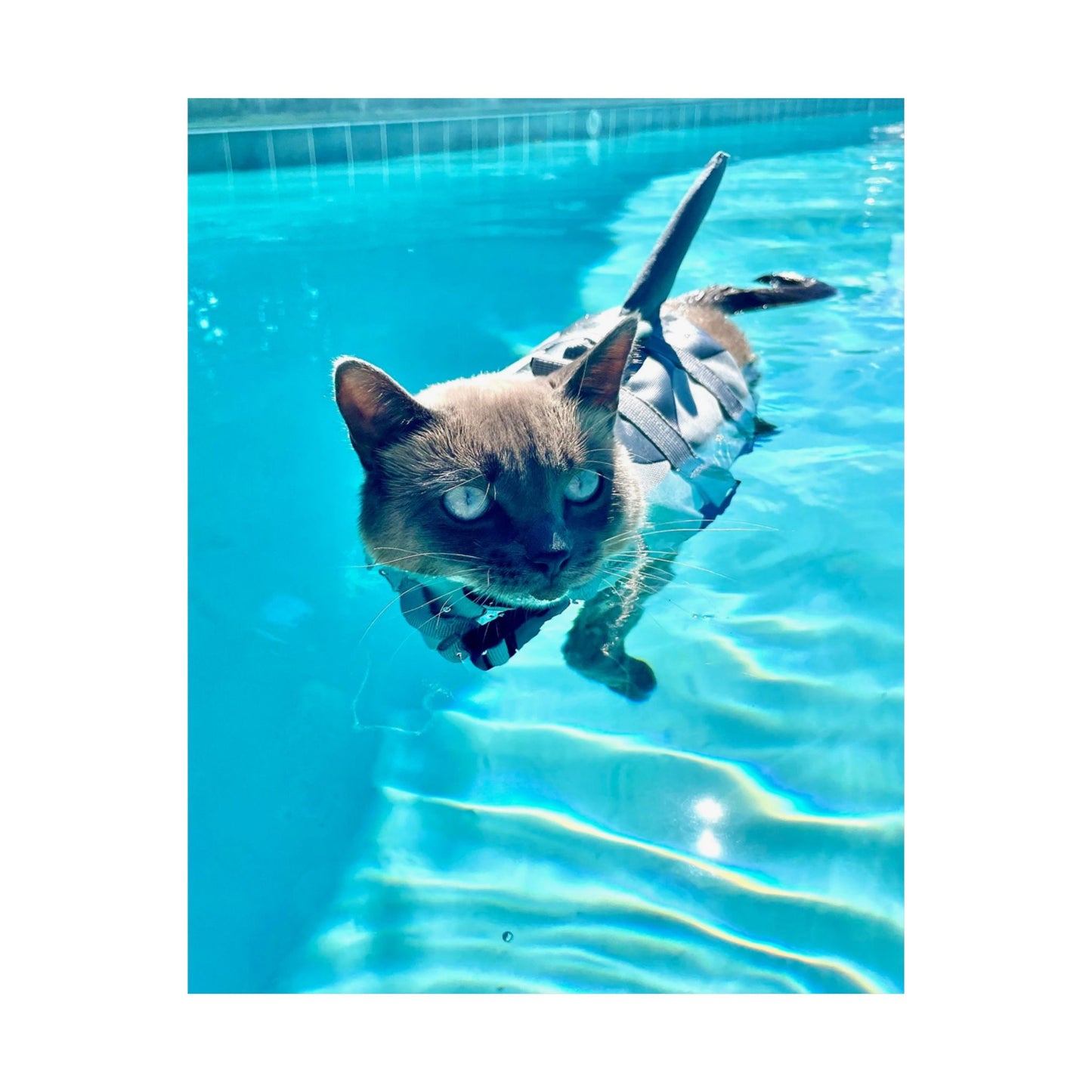 Sharkitty Matte Vertical Print