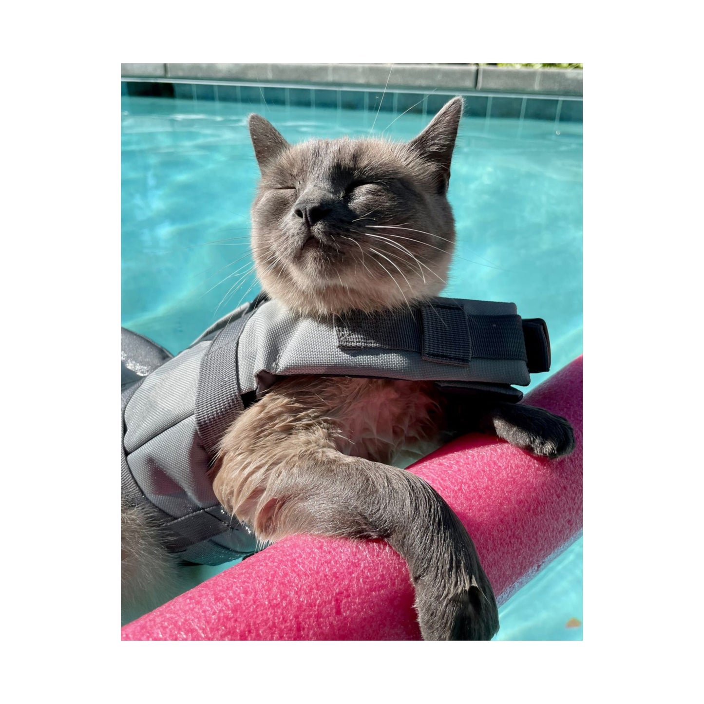 Sharkitty & Her Noodle Matte Vertical Print