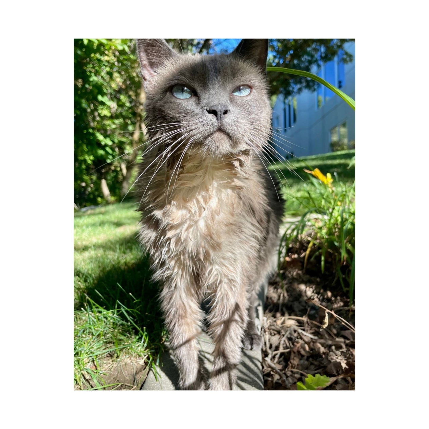 Chupacabra Hetty Matte Vertical Print