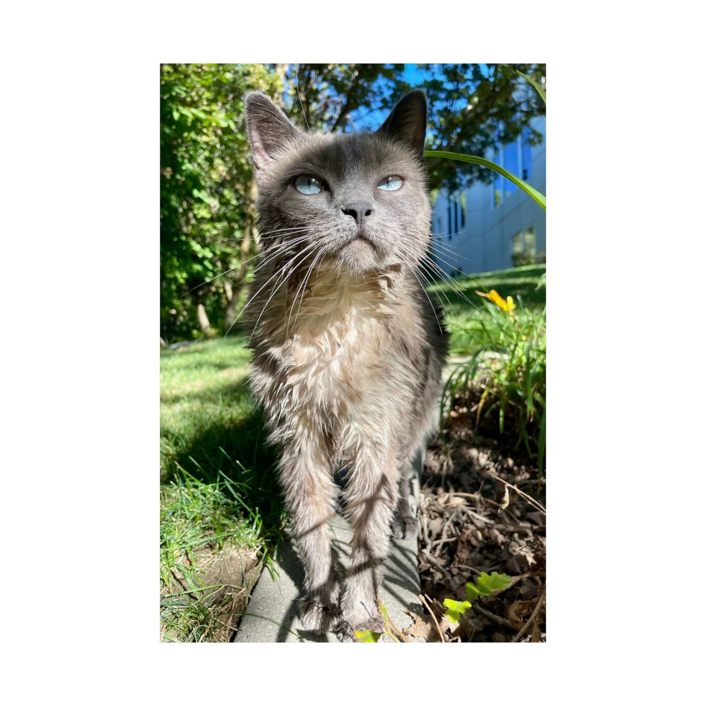 Chupacabra Hetty Matte Vertical Print