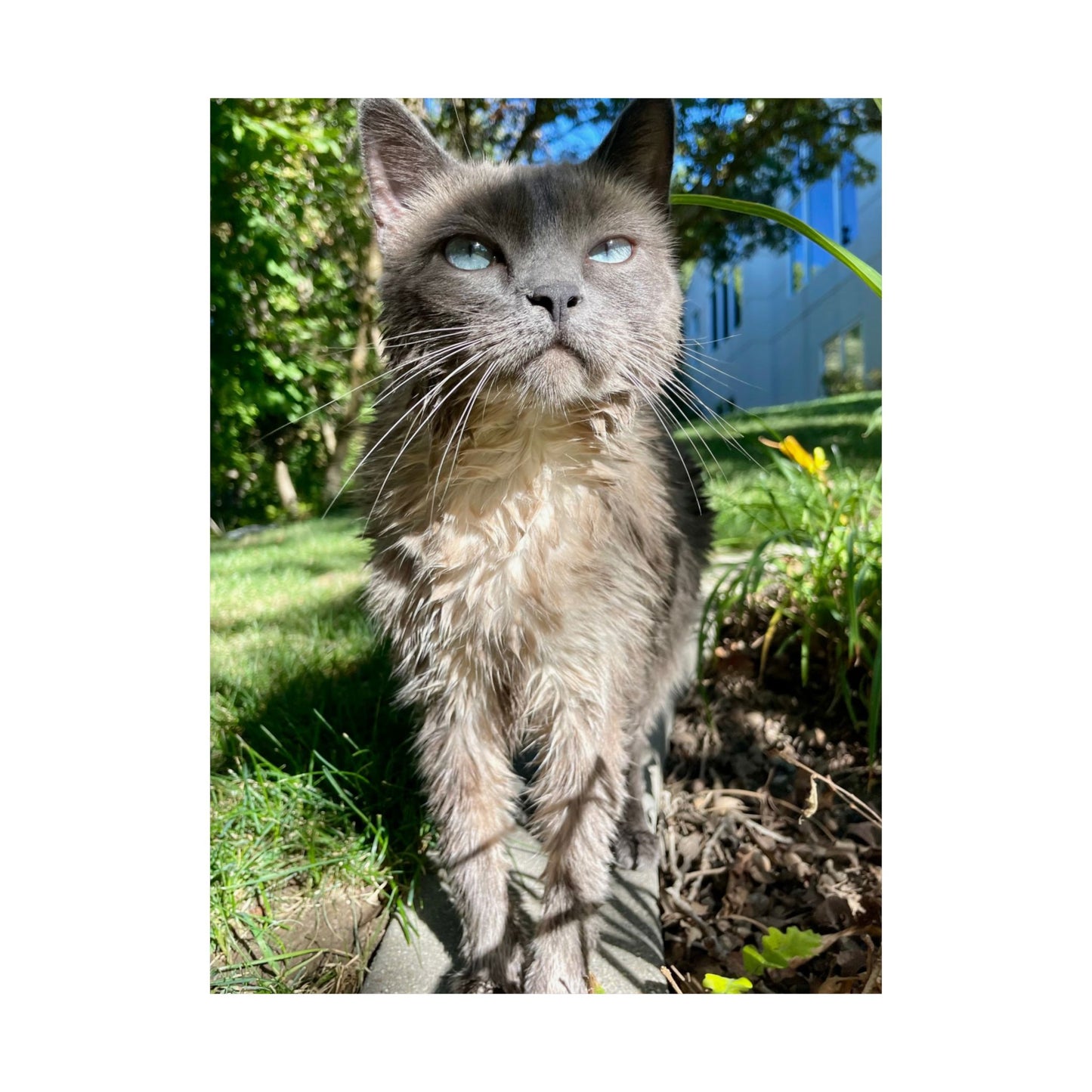 Chupacabra Hetty Matte Vertical Print