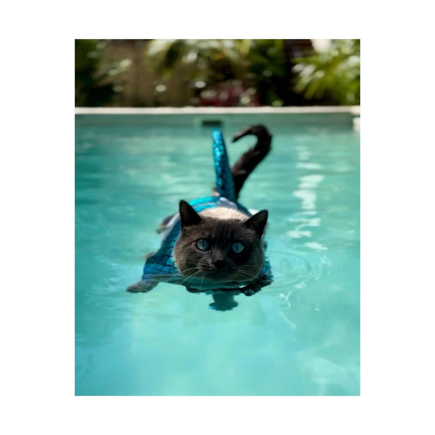 Sharkitty Takes Mexico Matte Vertical Wall Print