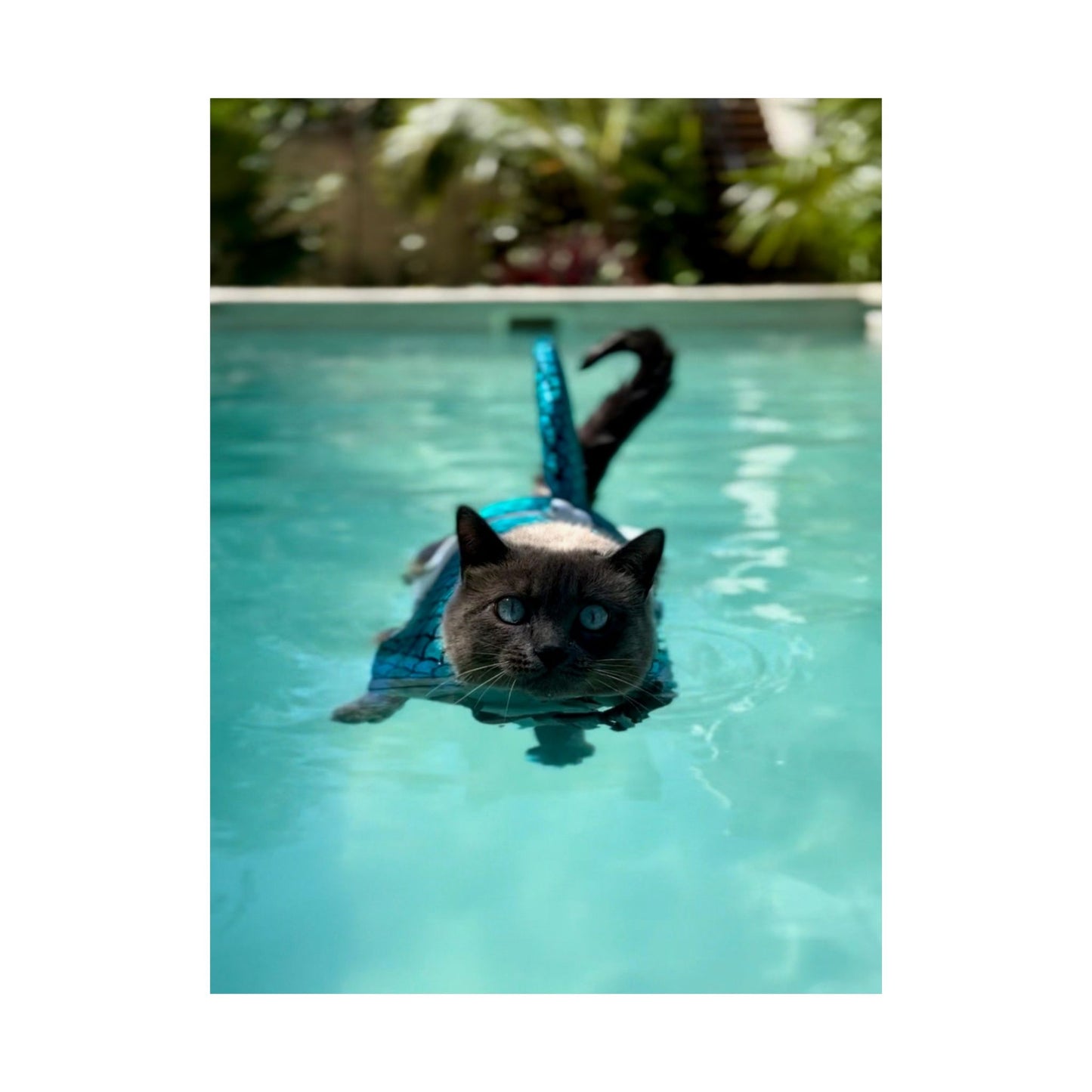 Sharkitty Takes Mexico Matte Vertical Wall Print