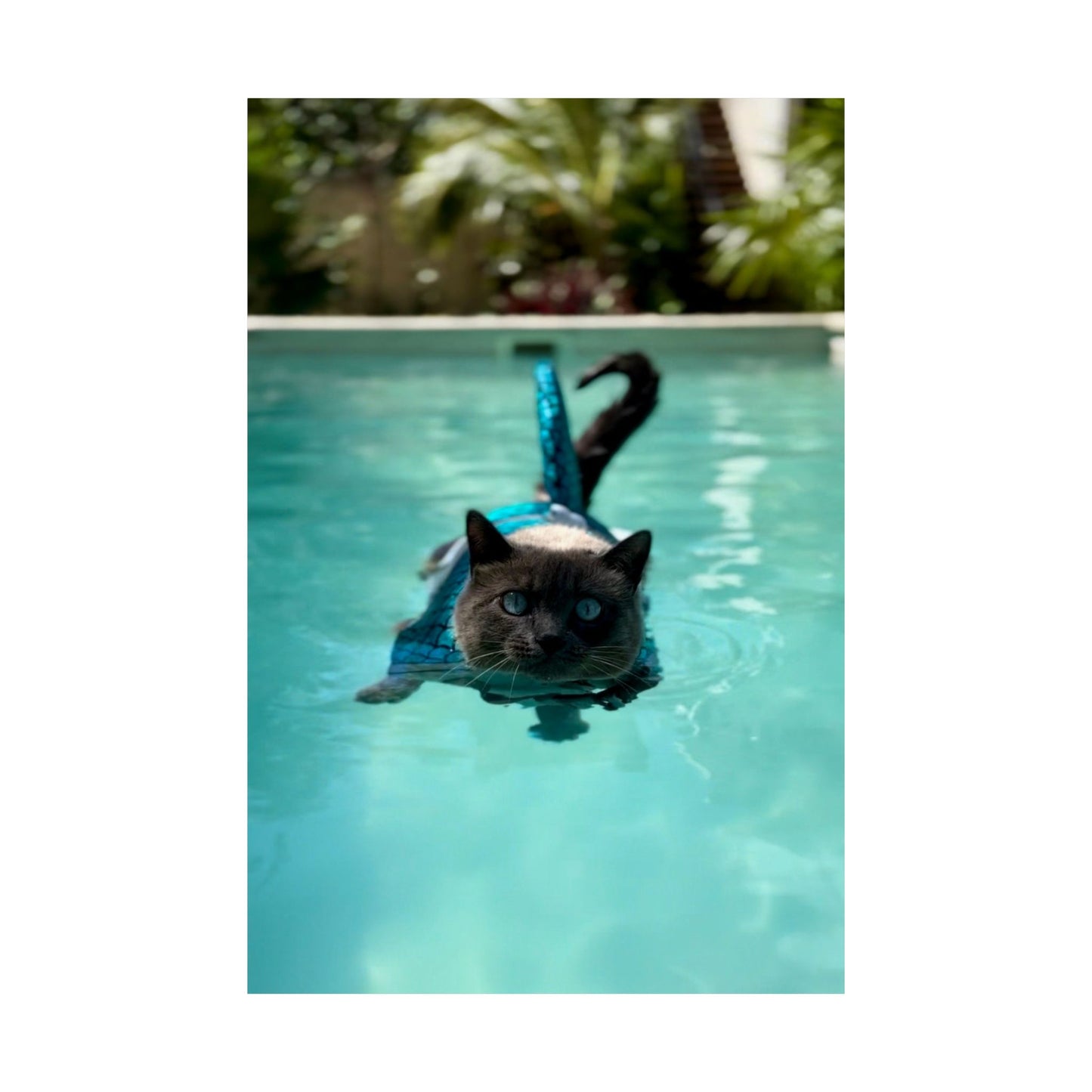 Sharkitty Takes Mexico Matte Vertical Wall Print