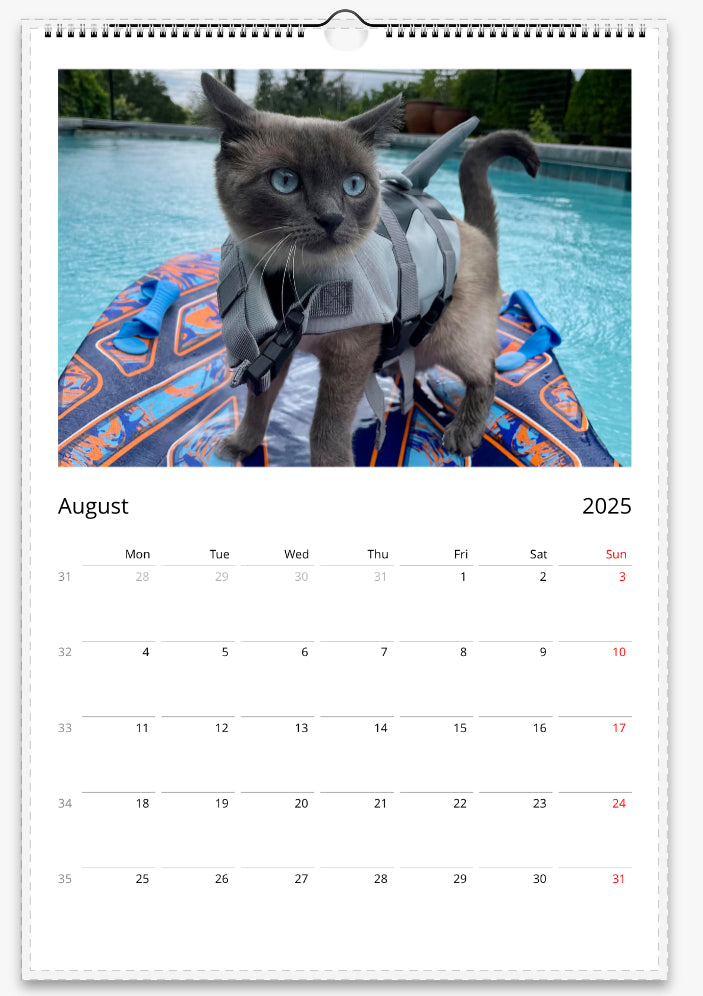 Sharkitty 2025 wall calendar