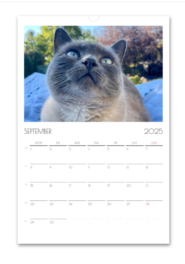 Hester is Not a Cat 2025 wall calendar